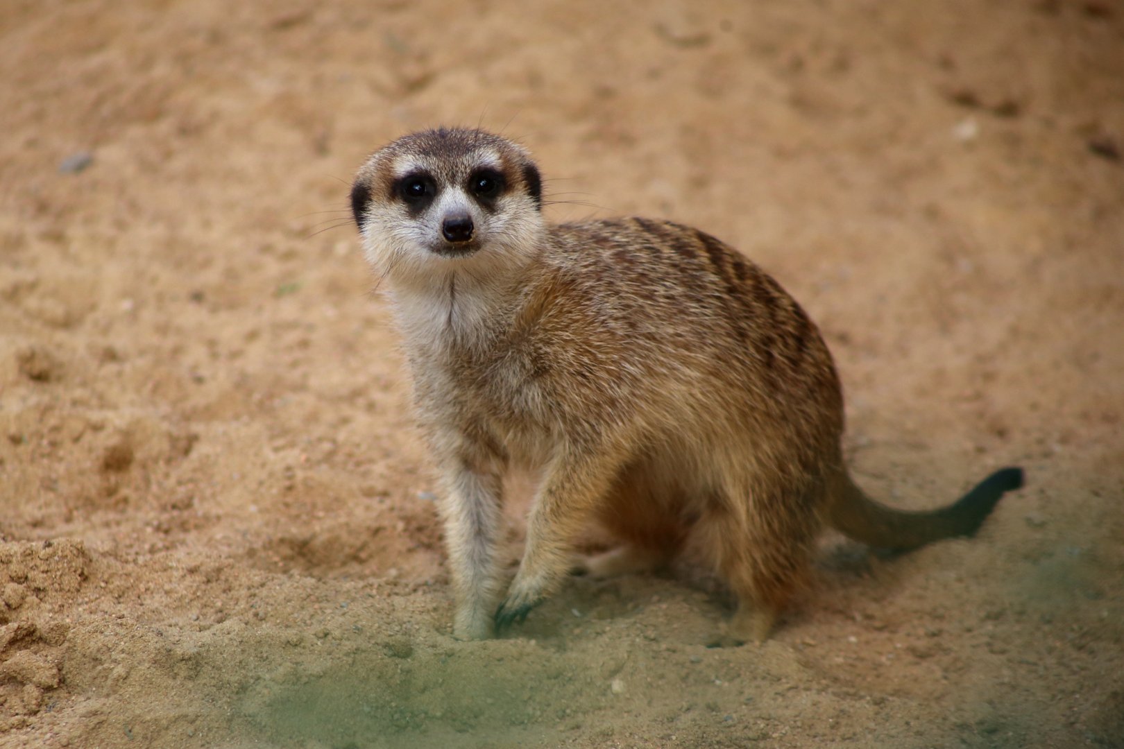 Meerkat