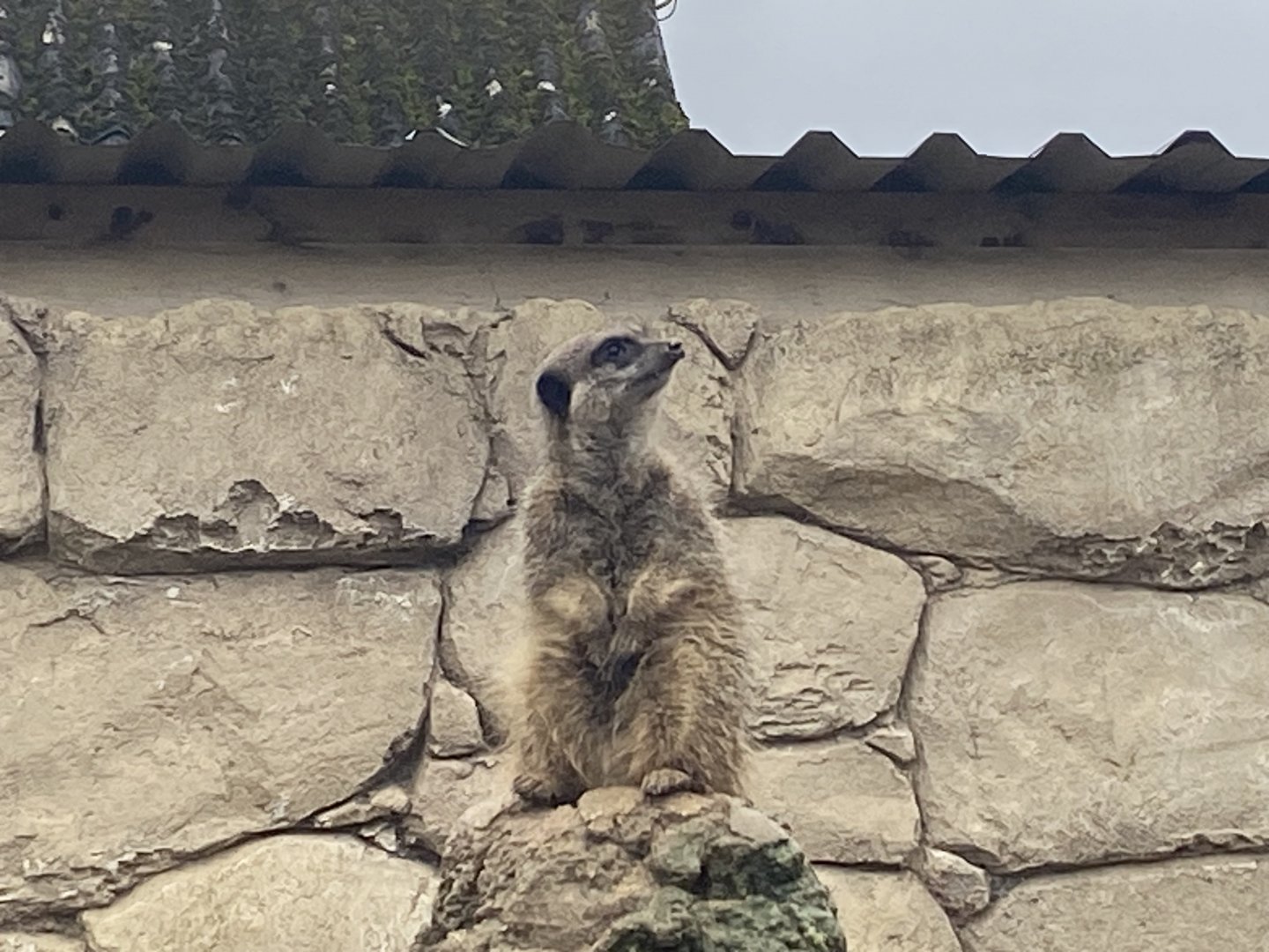 Meerkat