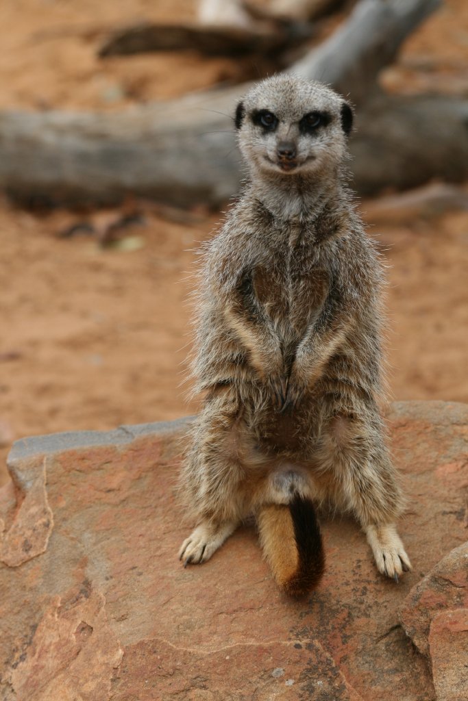 Meerkat