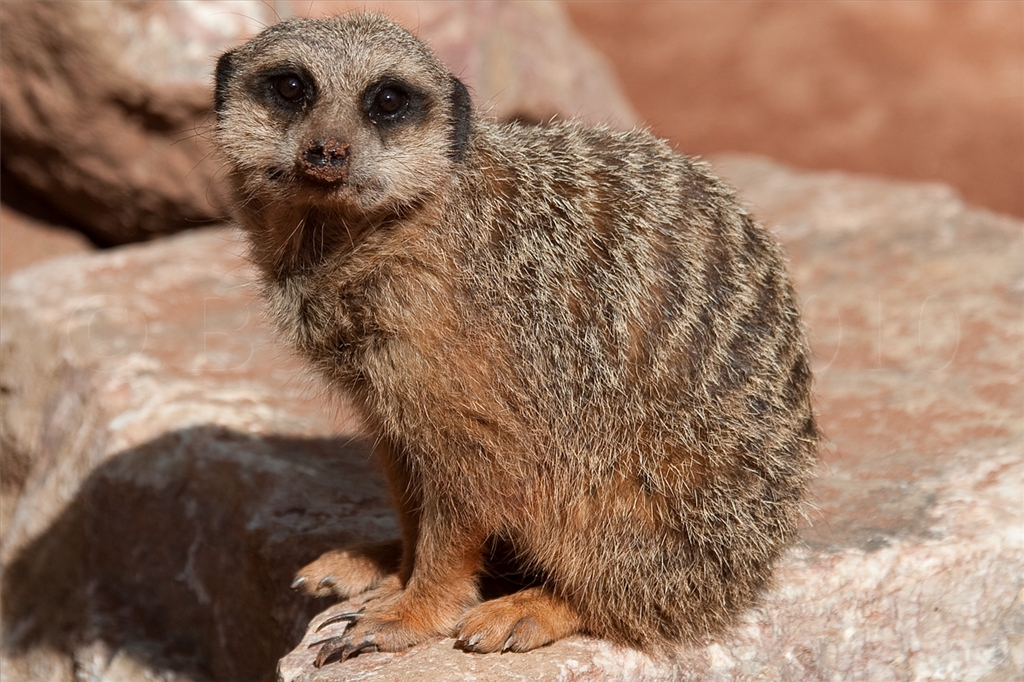 Meerkat