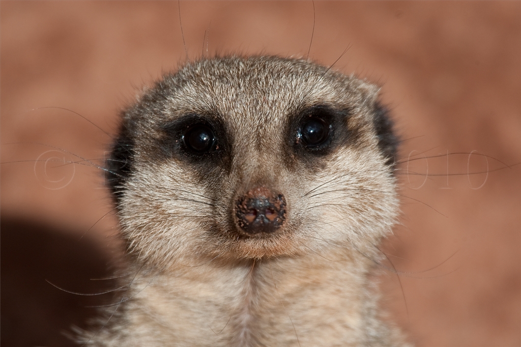 Meerkat