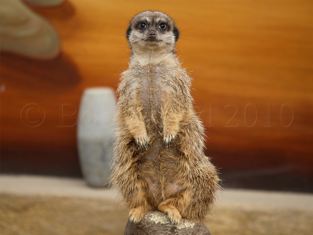 Meerkat