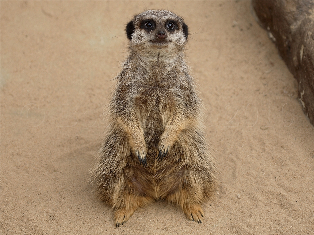 Meerkat