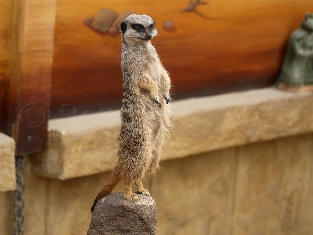 Meerkat