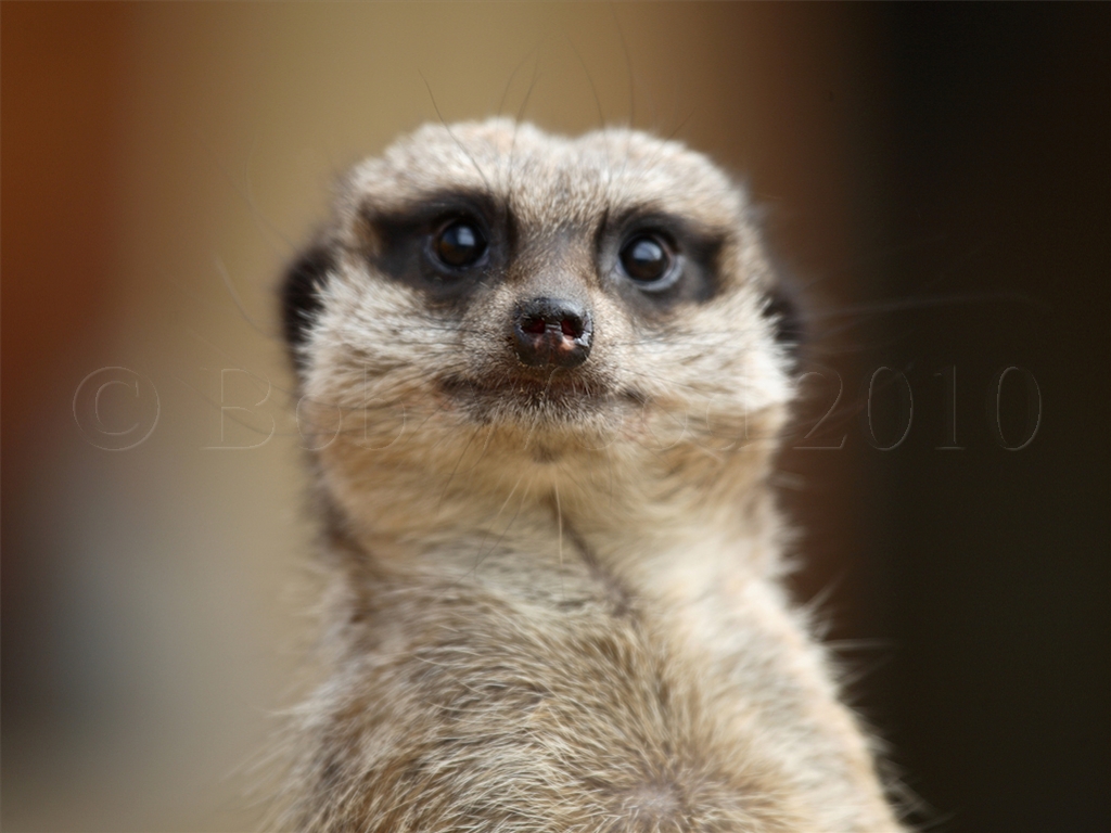 Meerkat