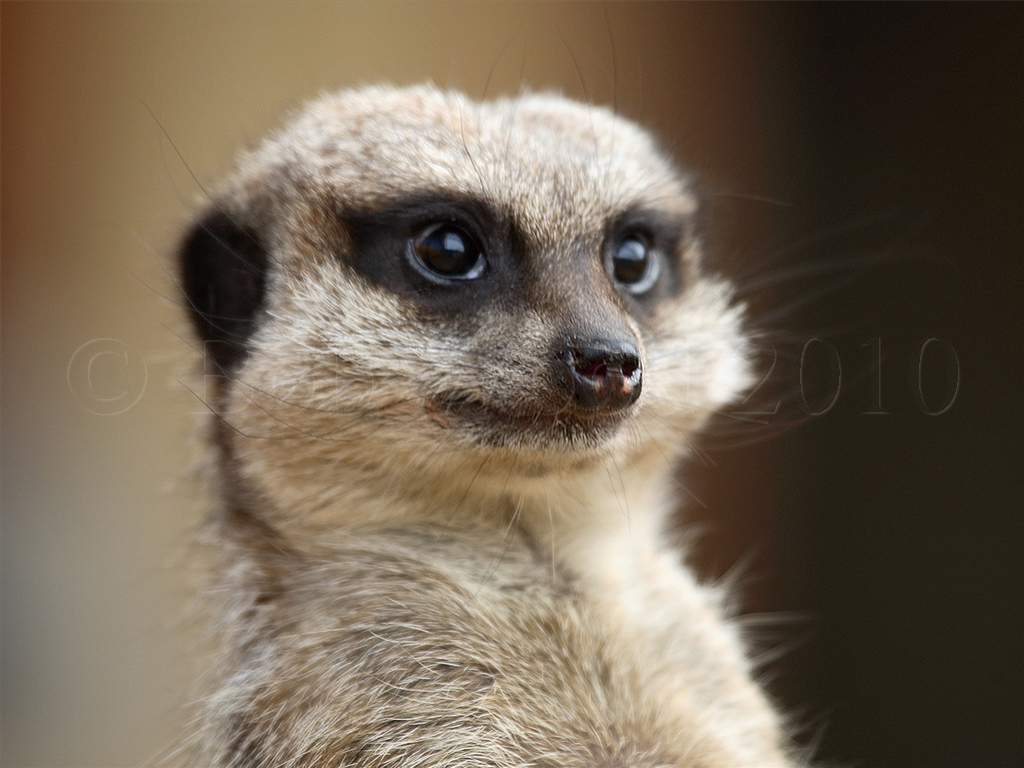 Meerkat