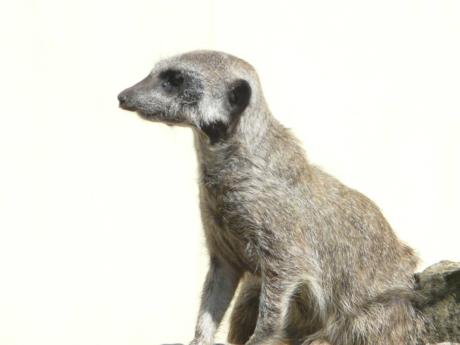 Meerkat