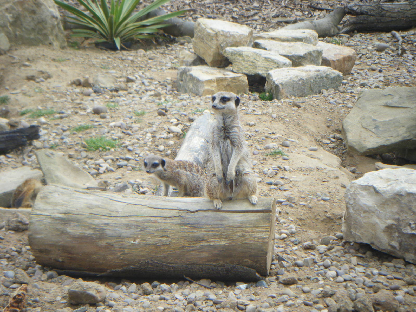 Meerkat