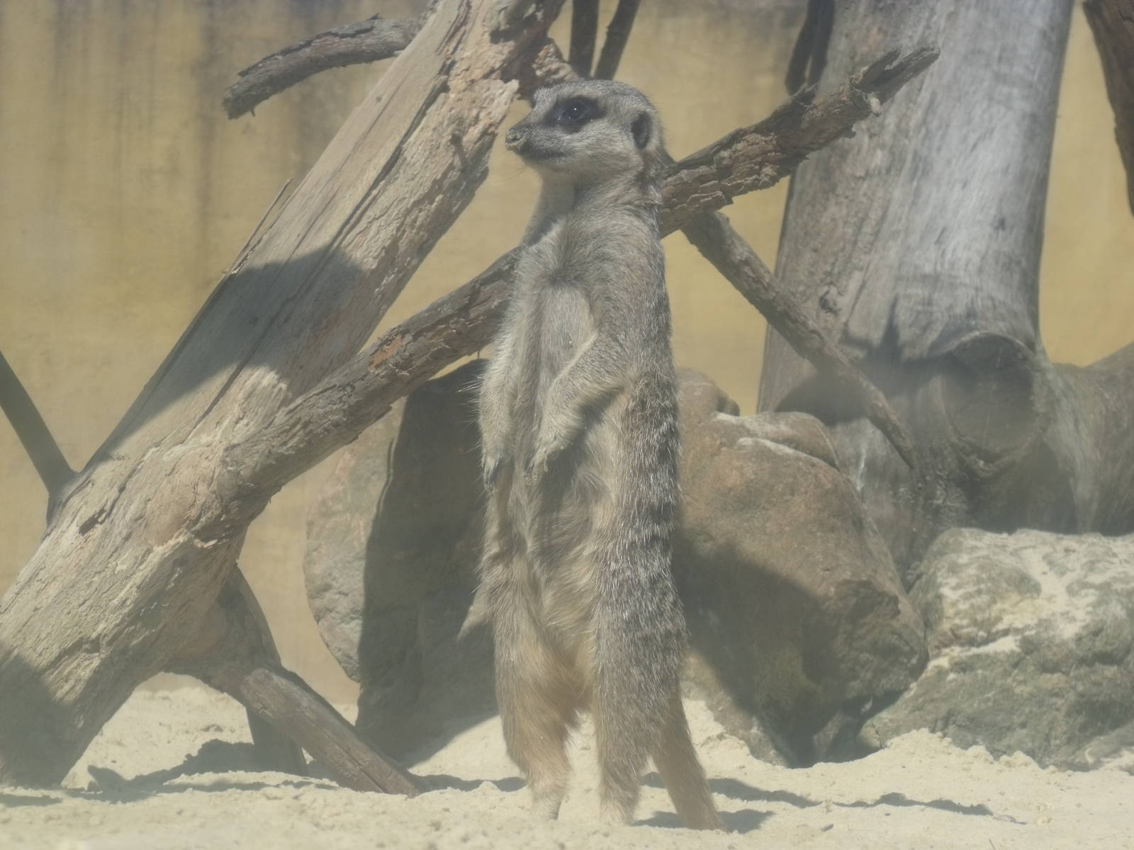 Meerkat