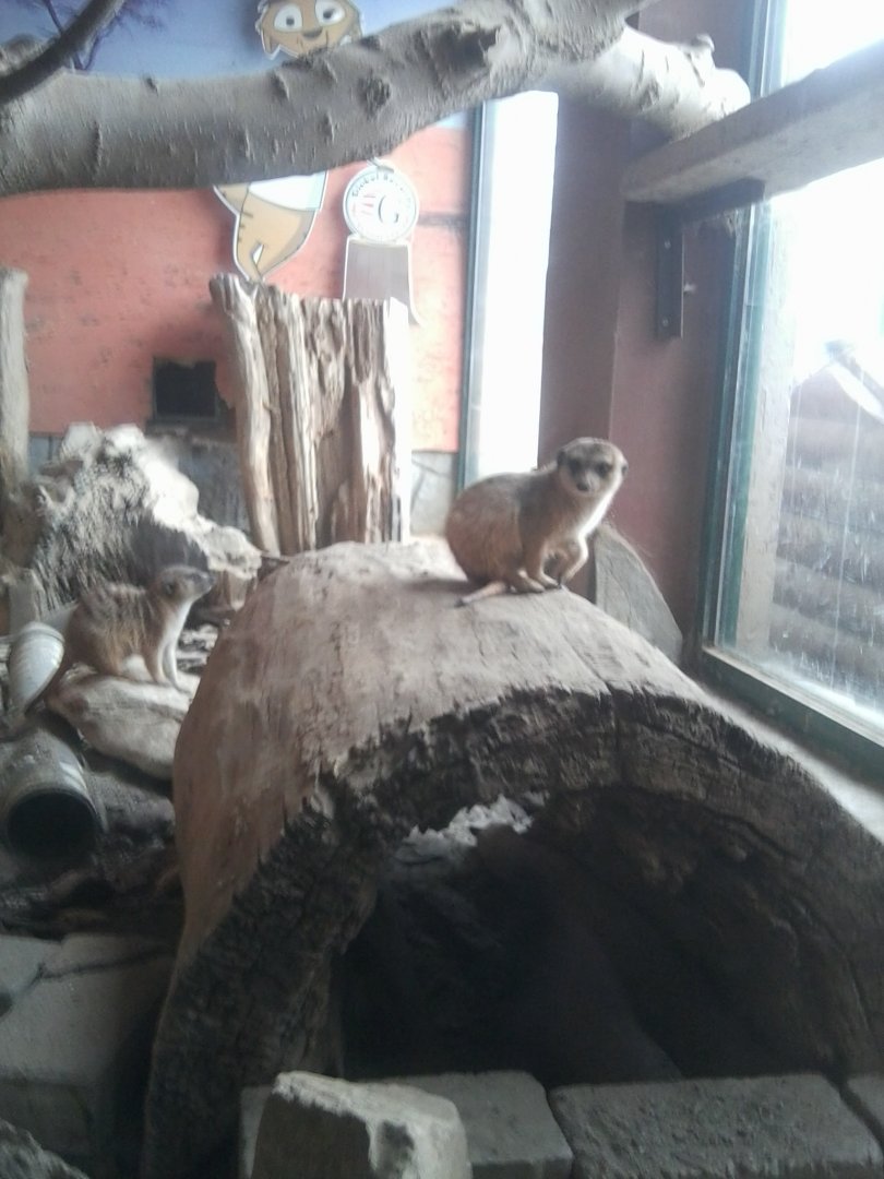 Meerkat1