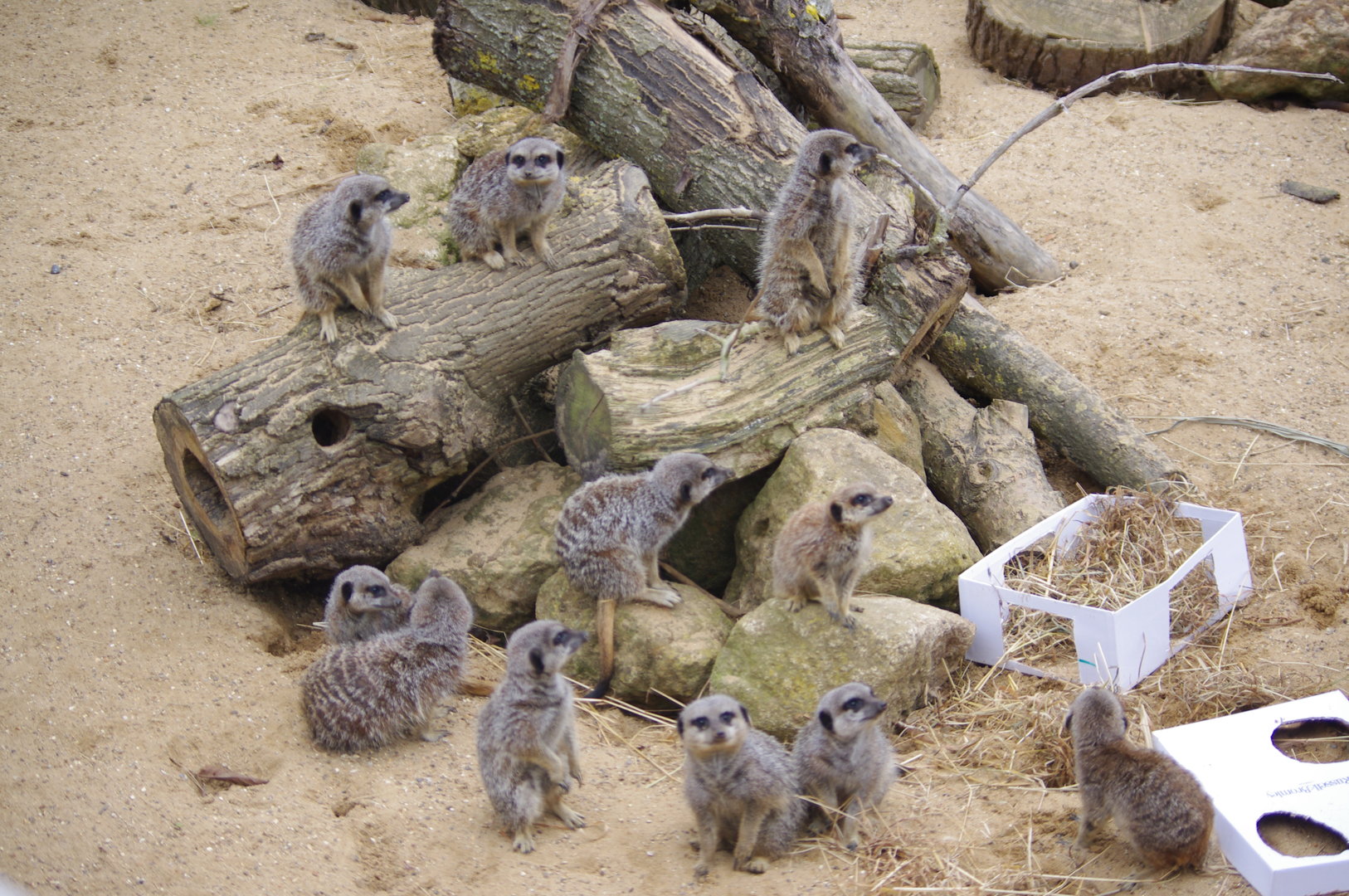 Meerkats- 1/10/2023
