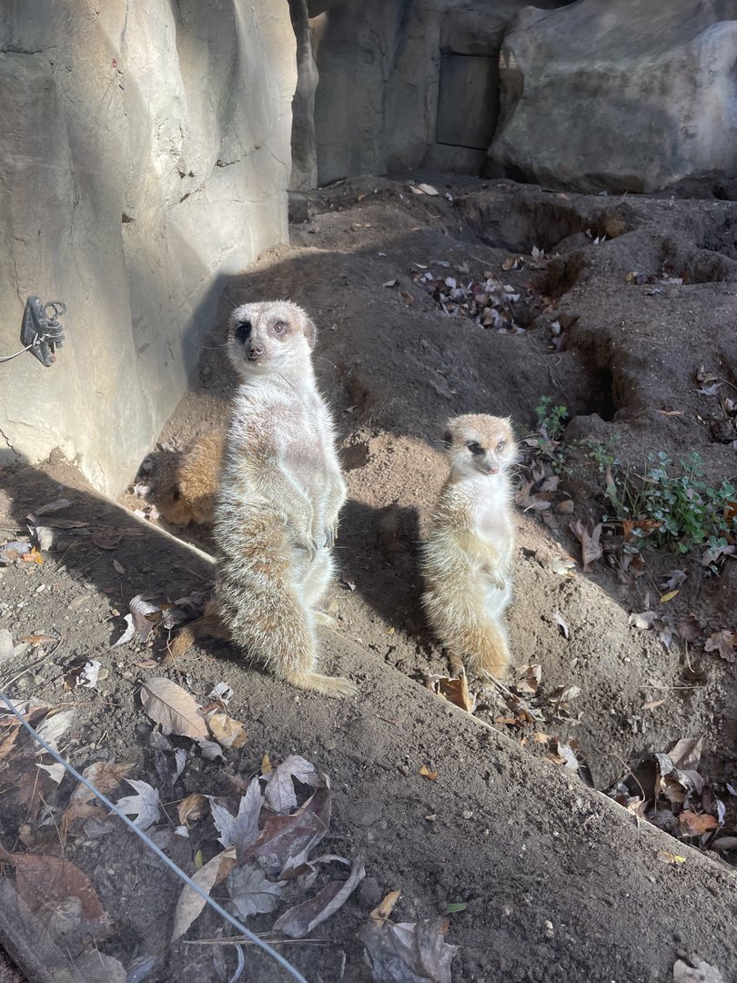 Meerkats (10/30/21)