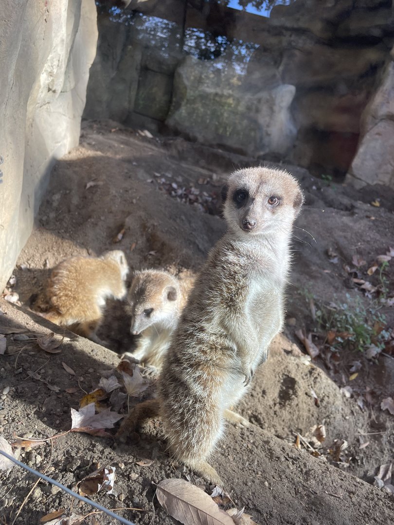 Meerkats (10/30/21)