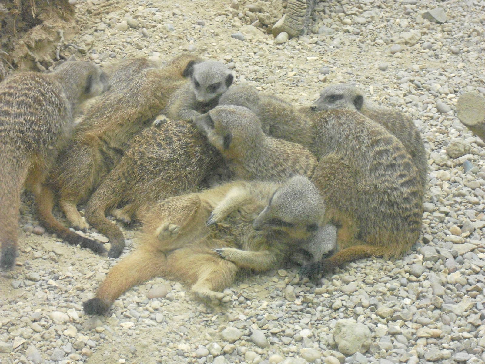 Meerkats - 12/10/2011