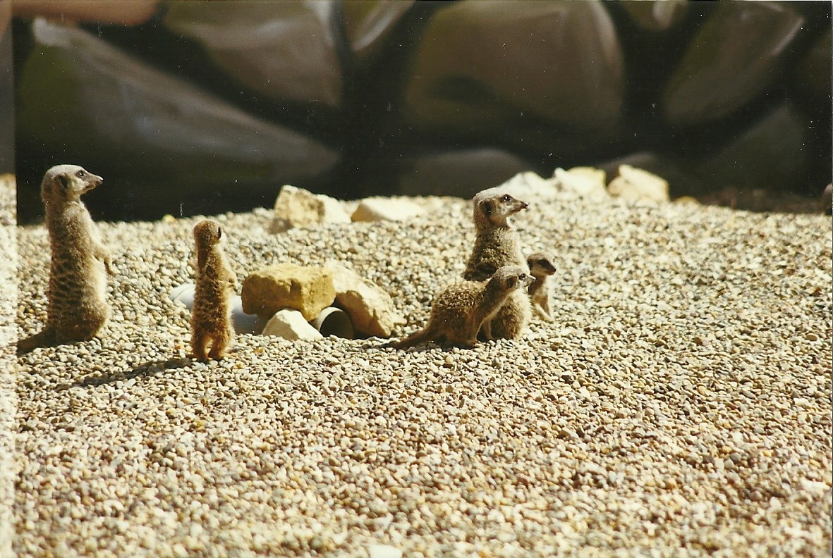 Meerkats 14th August 1999