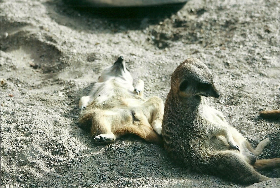 Meerkats 19th May 2013