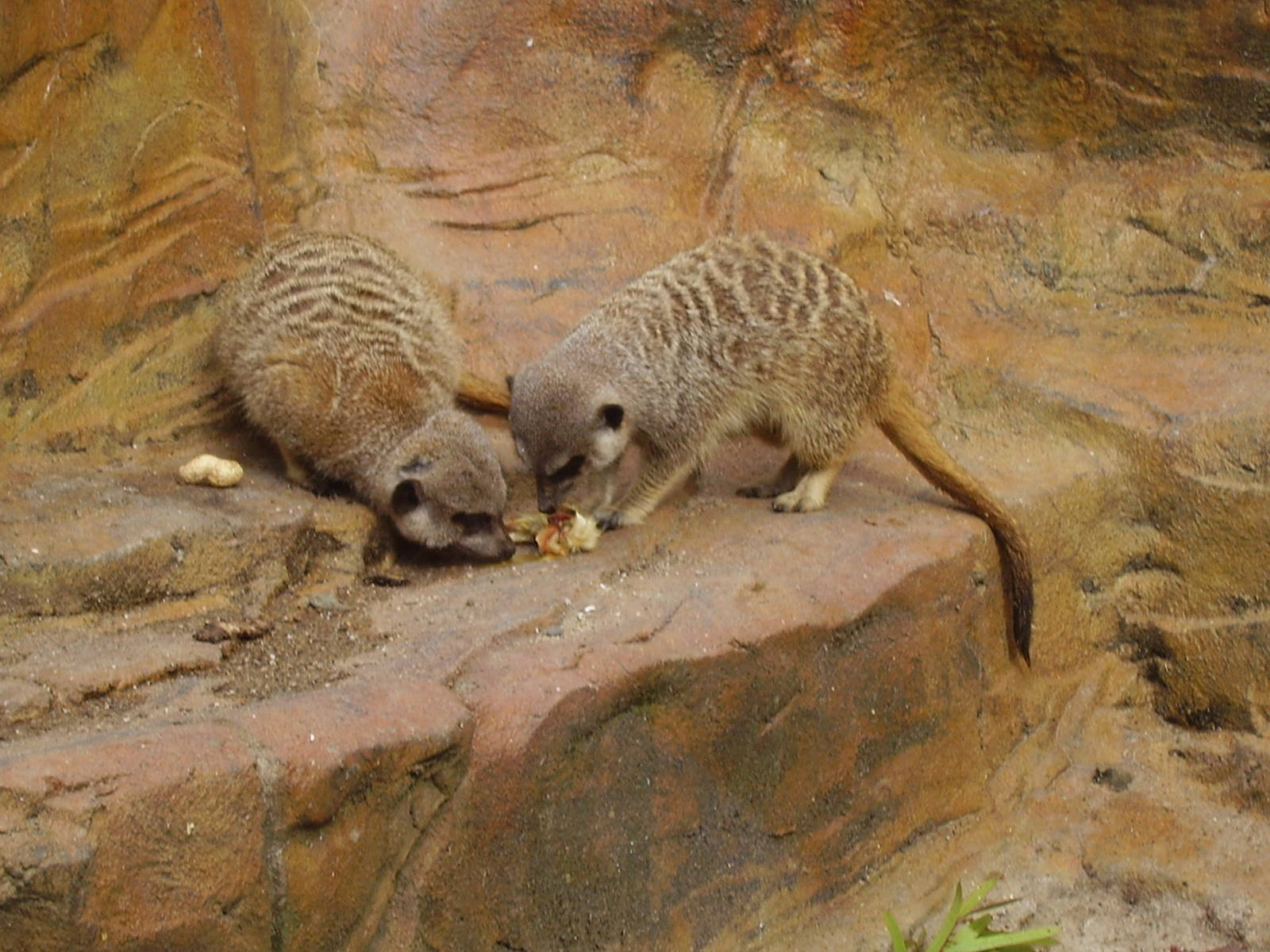 Meerkats - 2006