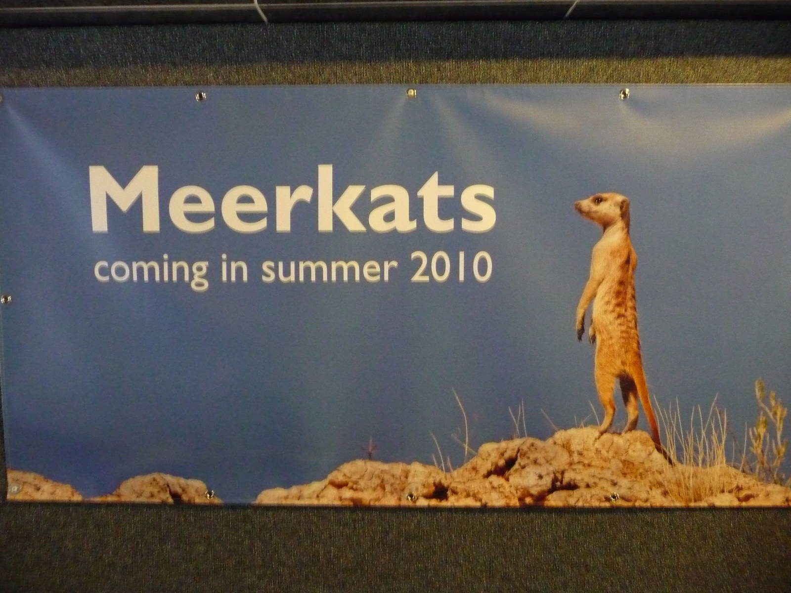 Meerkats - 2010