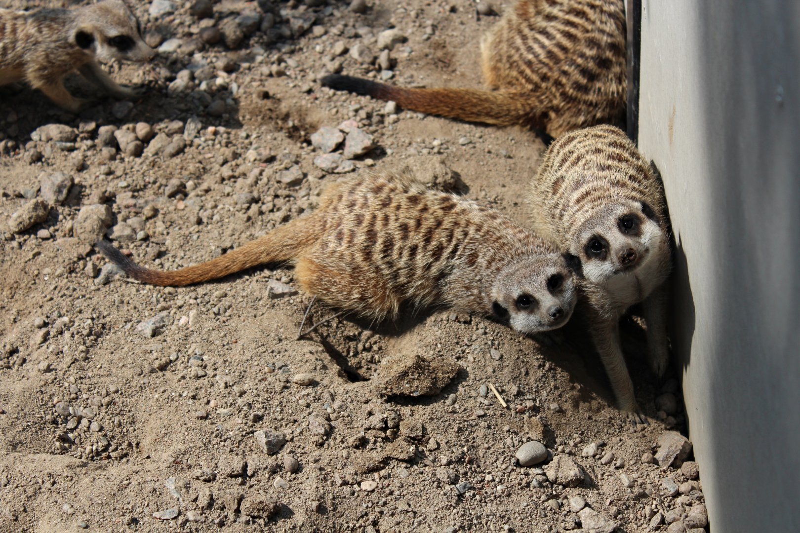 Meerkats (2013)