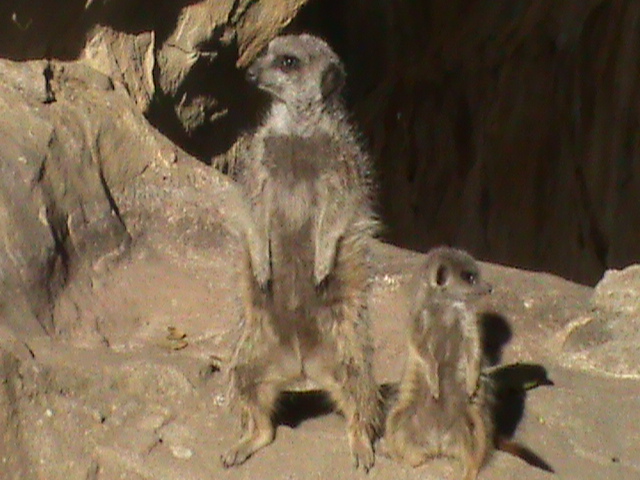 Meerkats 211010