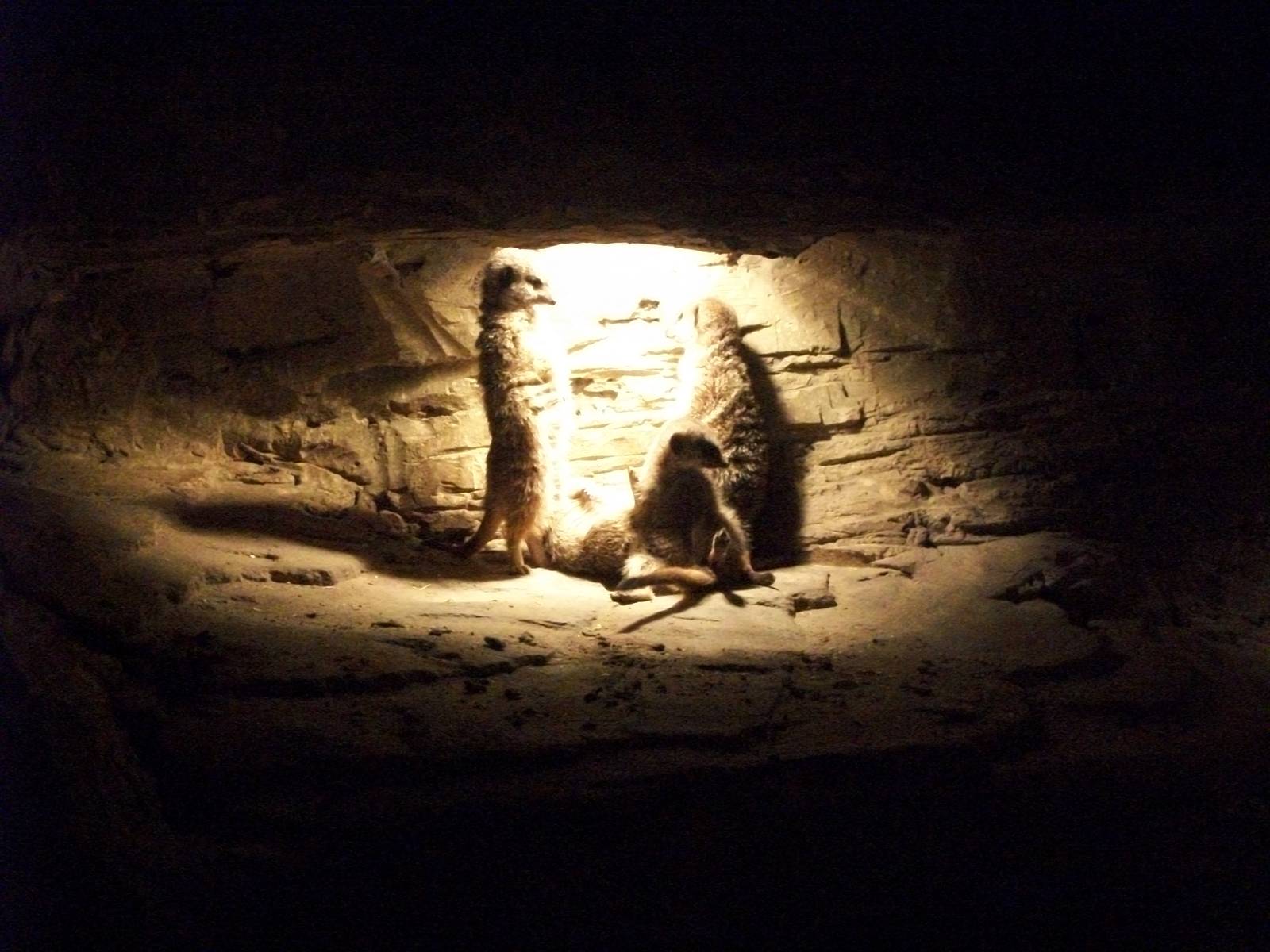 Meerkats 22nd February 2013