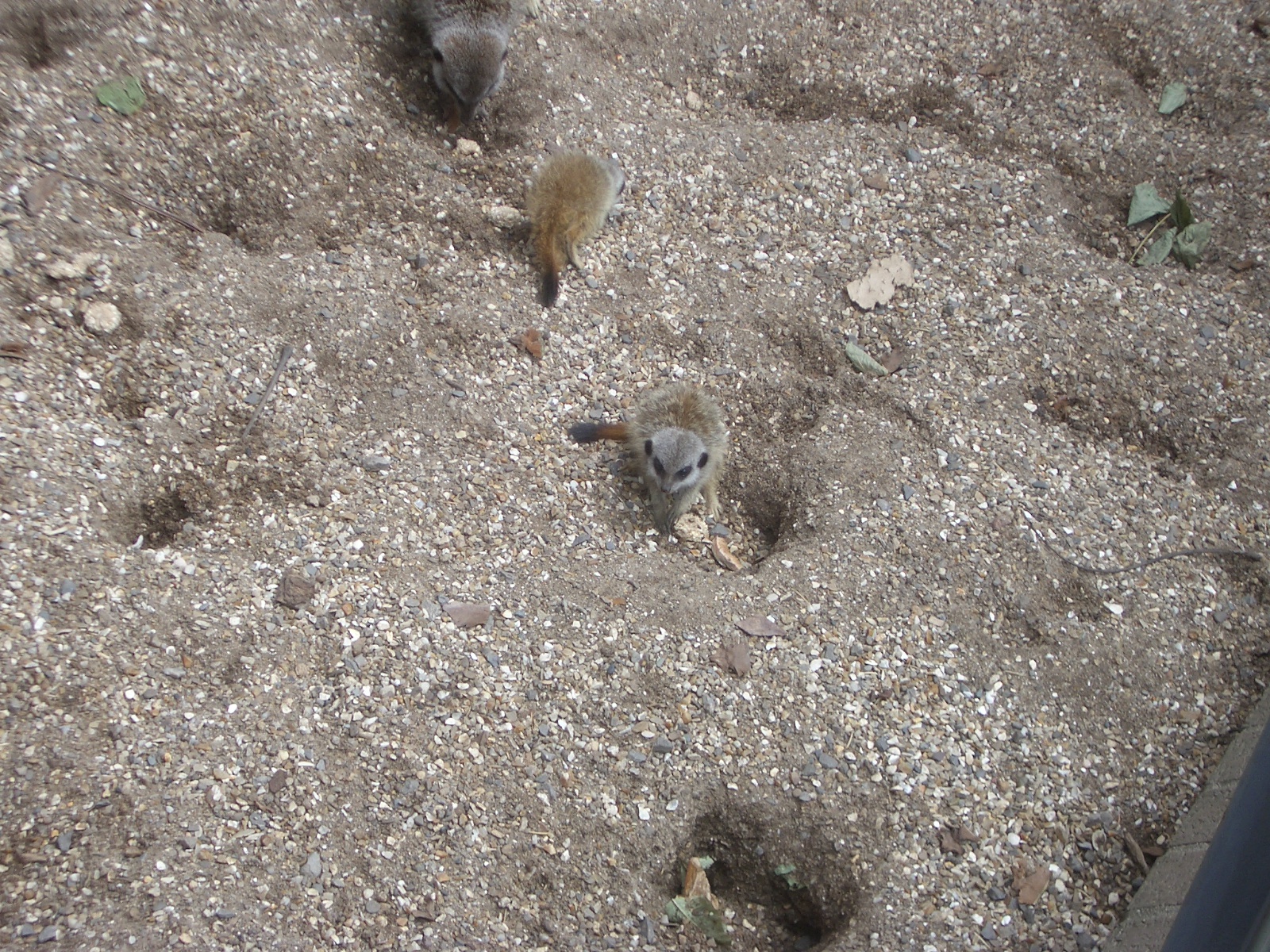 Meerkats - 24.07.2010