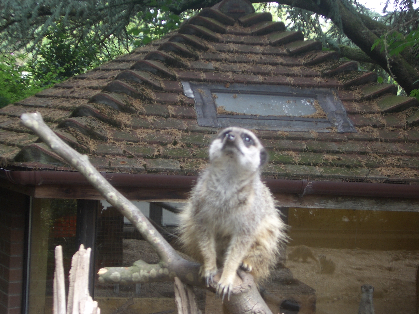 Meerkats - 24.07.2010