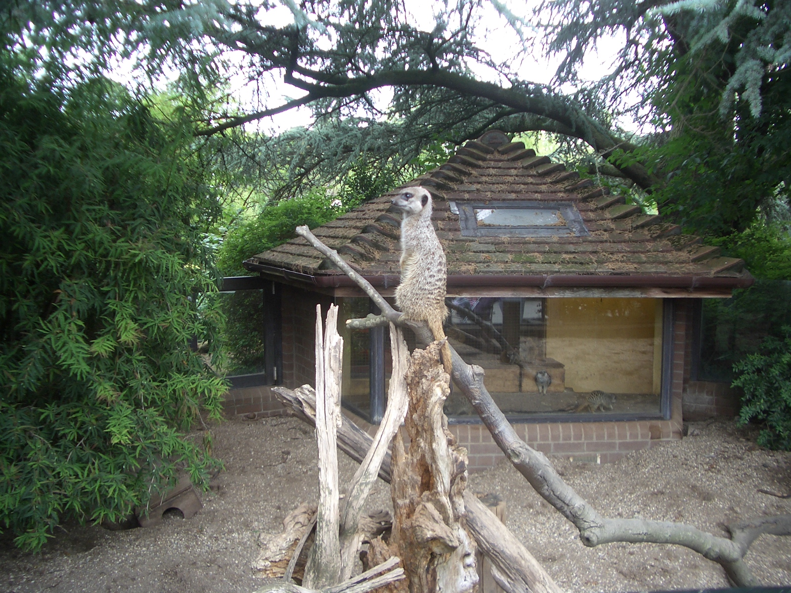 Meerkats - 24.07.2010