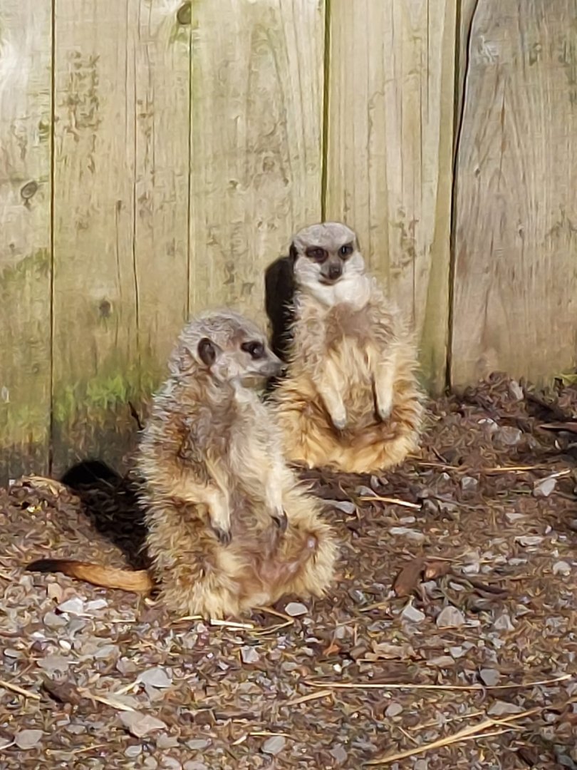 Meerkats 250222