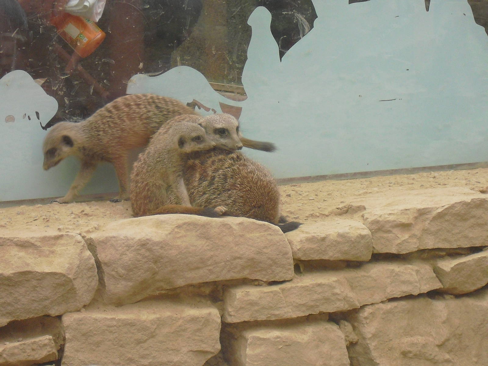 Meerkats - 27/10/2011