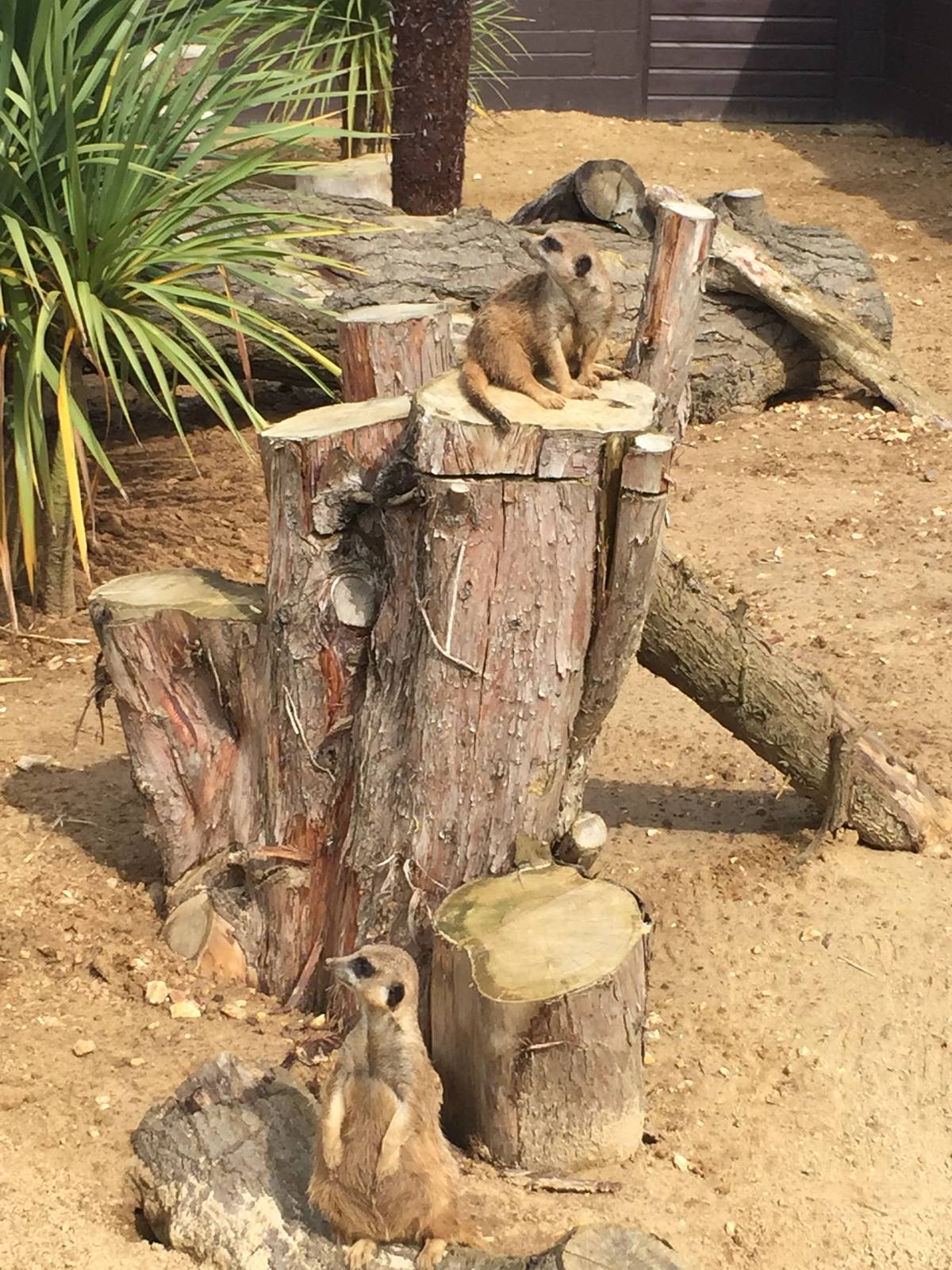 Meerkats - 30/08/15