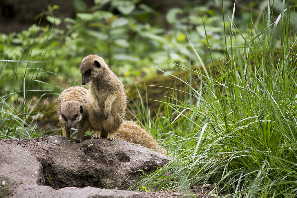 Meerkats, 4/26/14
