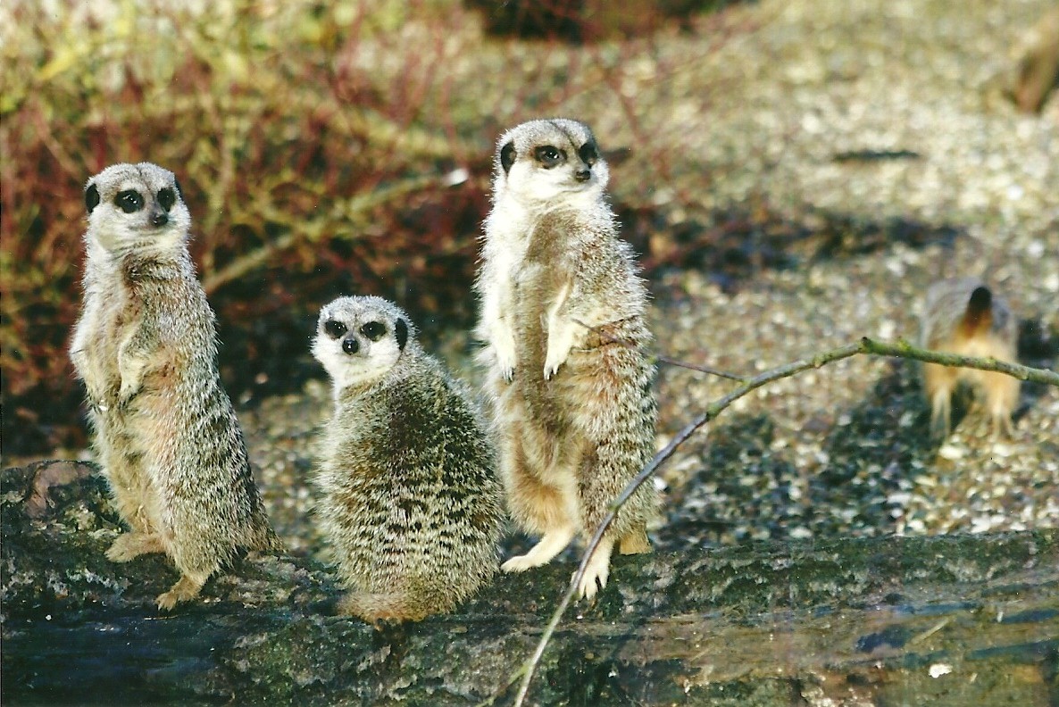 Meerkats 4th January 2013