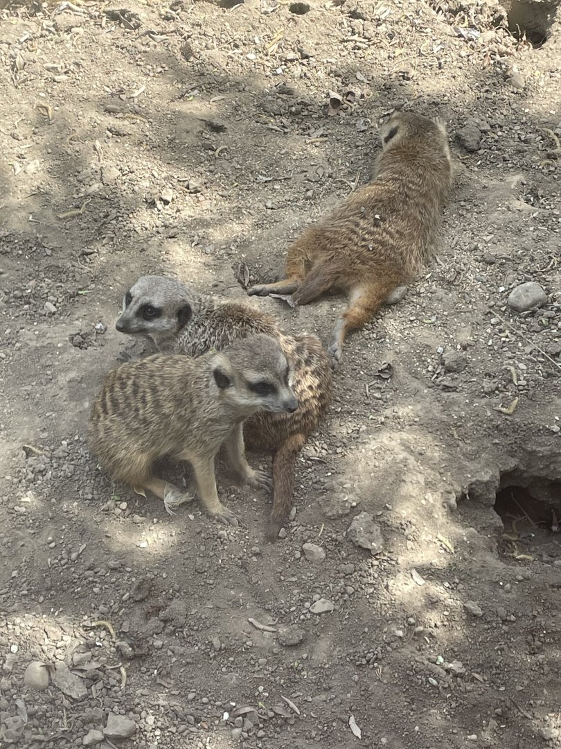 Meerkats (5/2/21)