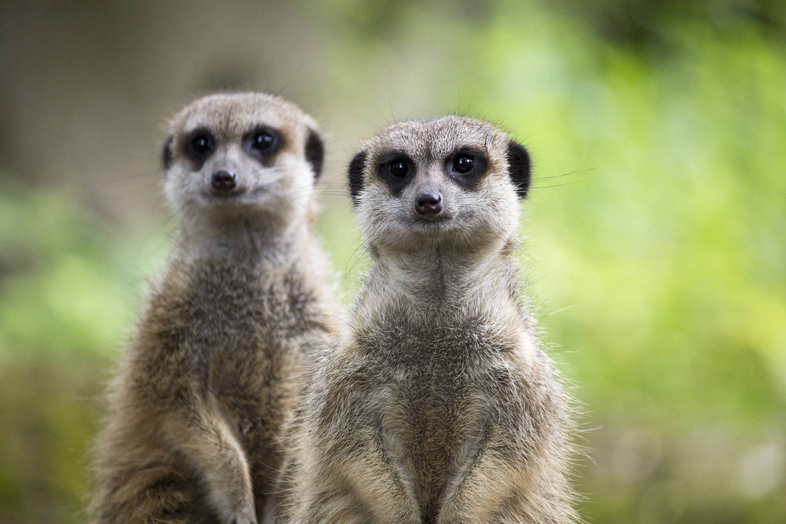 Meerkats, 7/26/15
