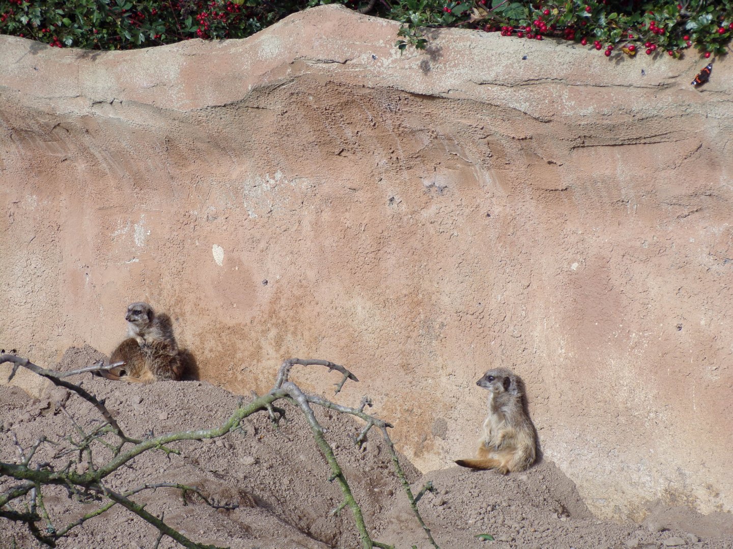 Meerkats against the wall 14.10.23