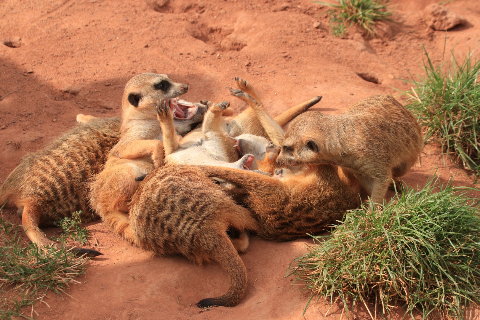 Meerkats (Agust 2019)