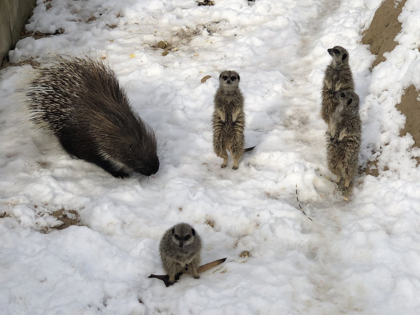 Meerkats and a Porcupine in the Snow at Tropical Butterfly House (March 2023)
