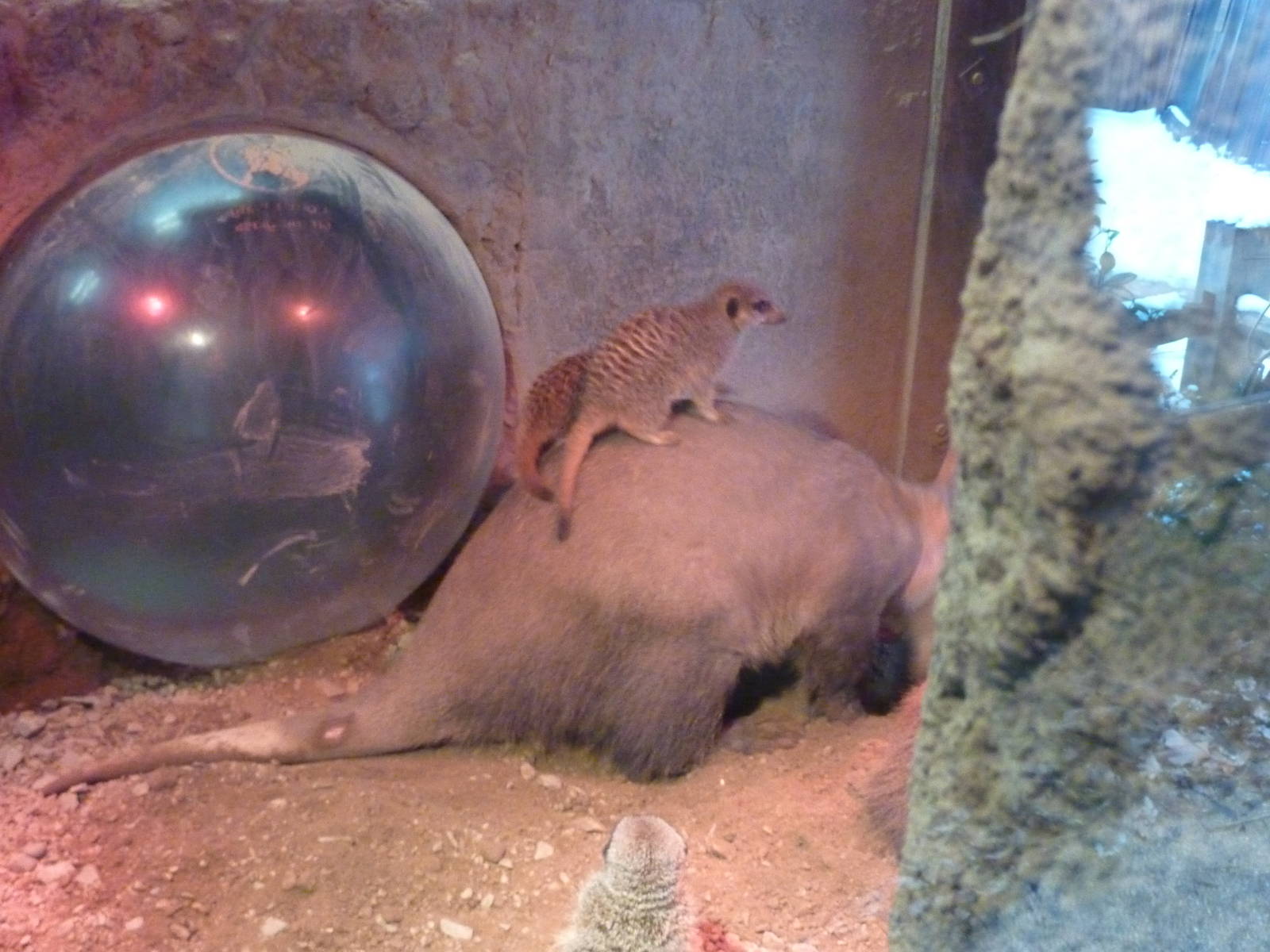 Meerkats and aardvarks