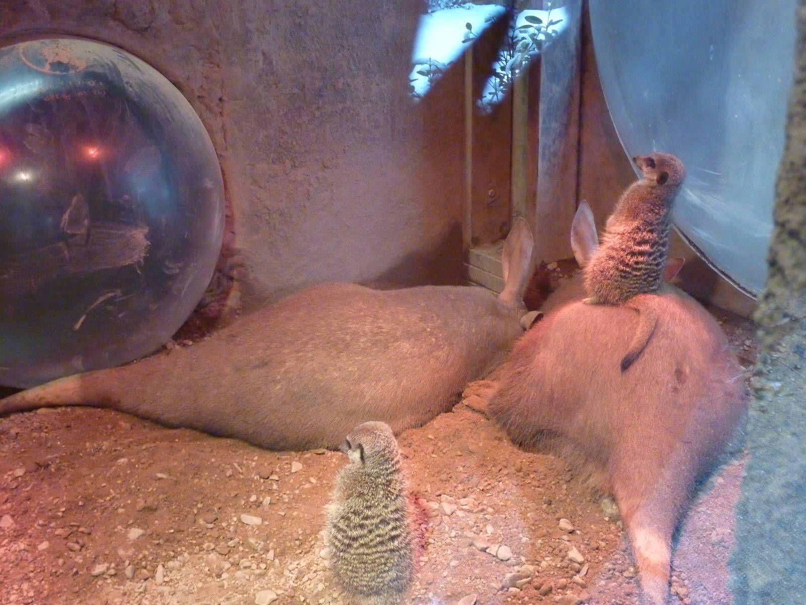 Meerkats and aardvarks