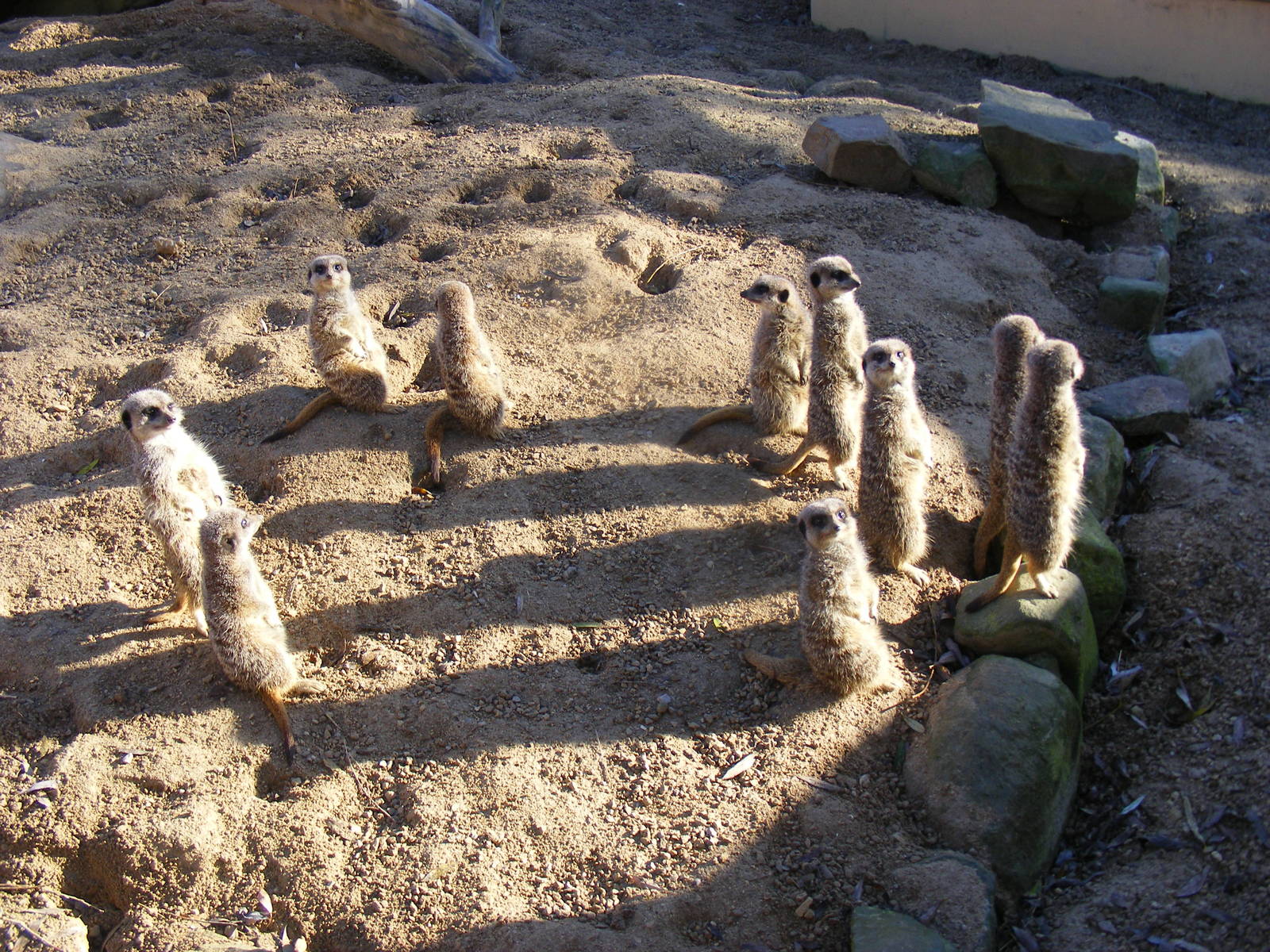 Meerkats at Blackbrook Zoo, 13 November 2010