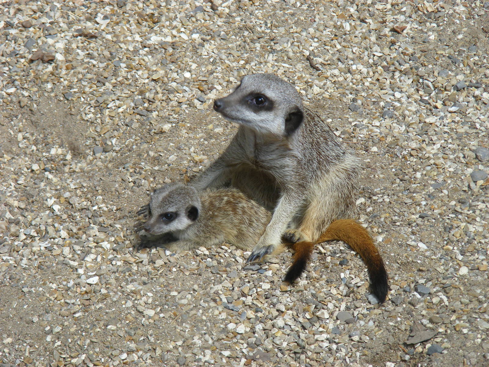 Meerkats at Bristol Zoo, 1 August 2010
