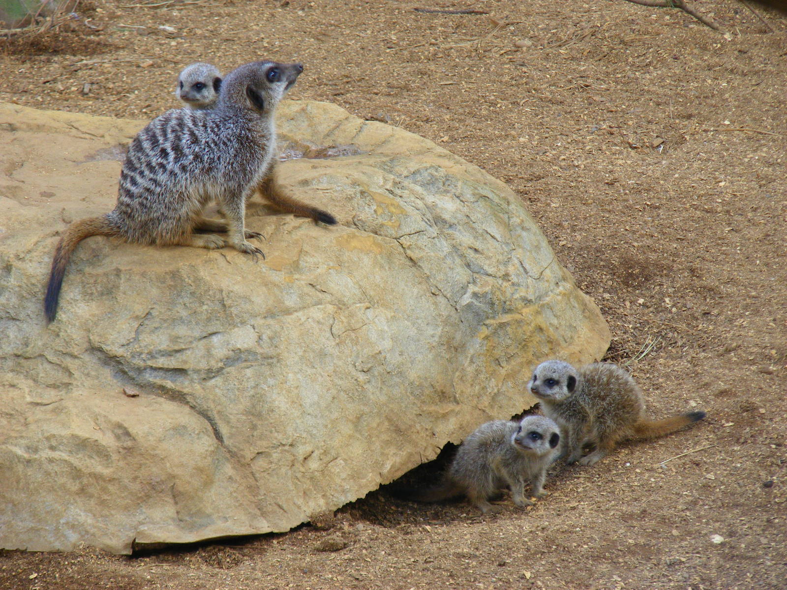 Meerkats at Colchester Zoo, 17 September 2010