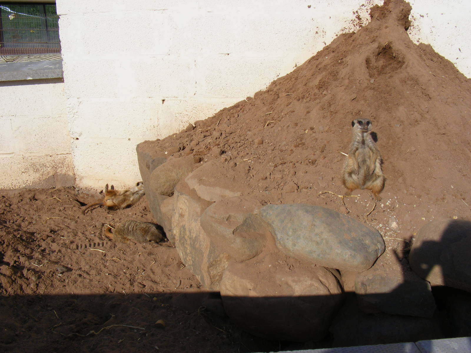 Meerkats at Fife Animal Park, 18 May 2010