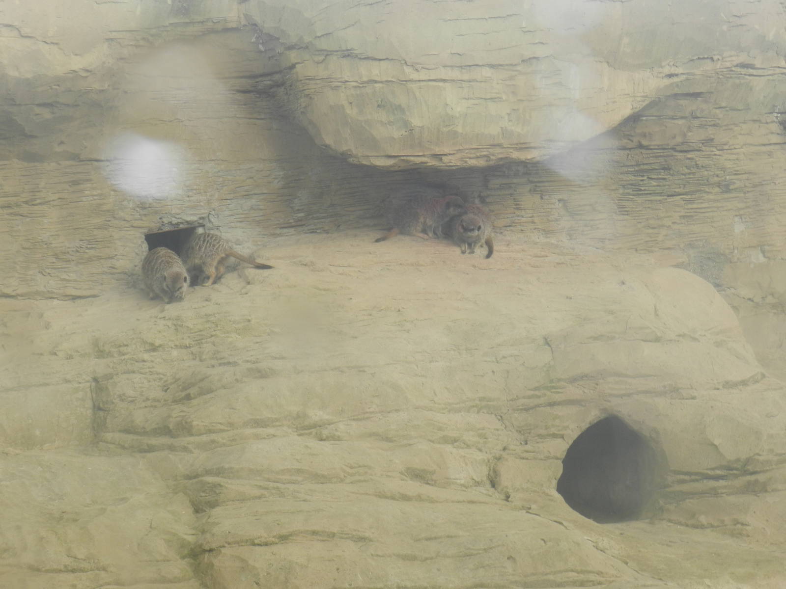 Meerkats at Flamingo Land - 14/10/2012