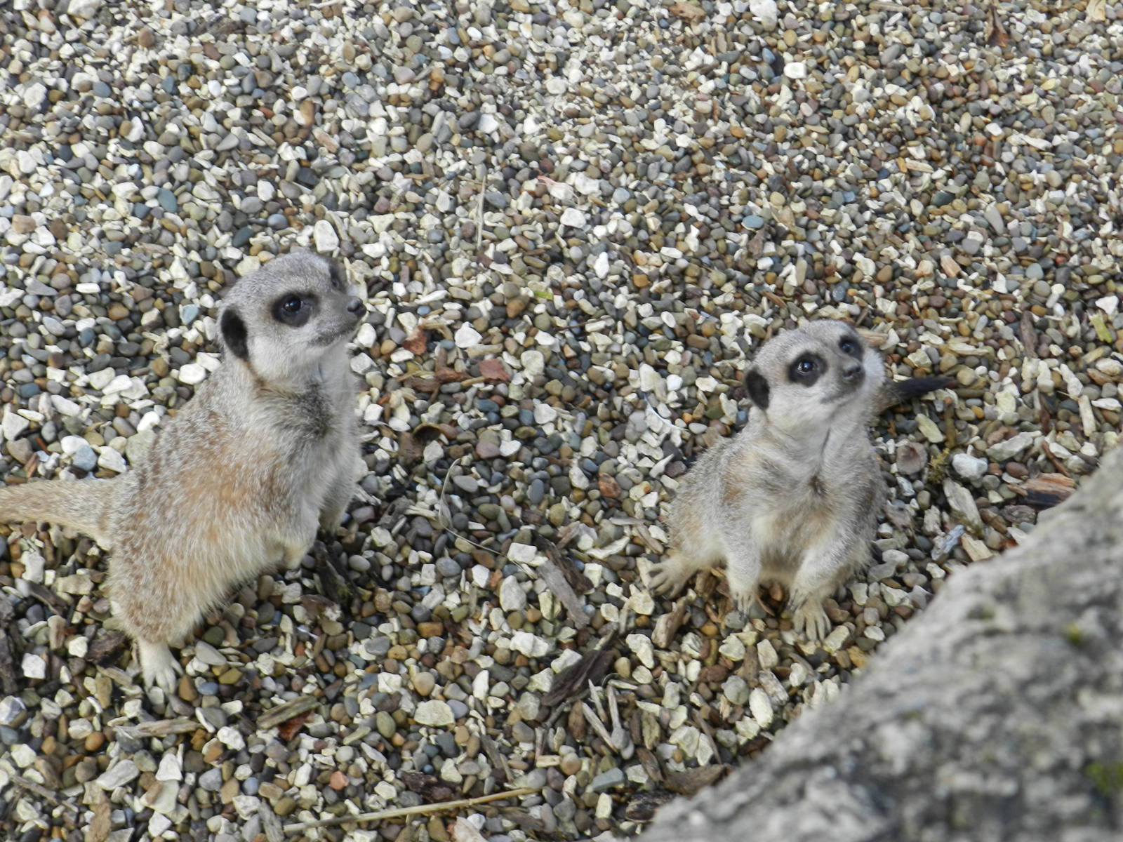 Meerkats at Flamingo Land - 14/10/2012