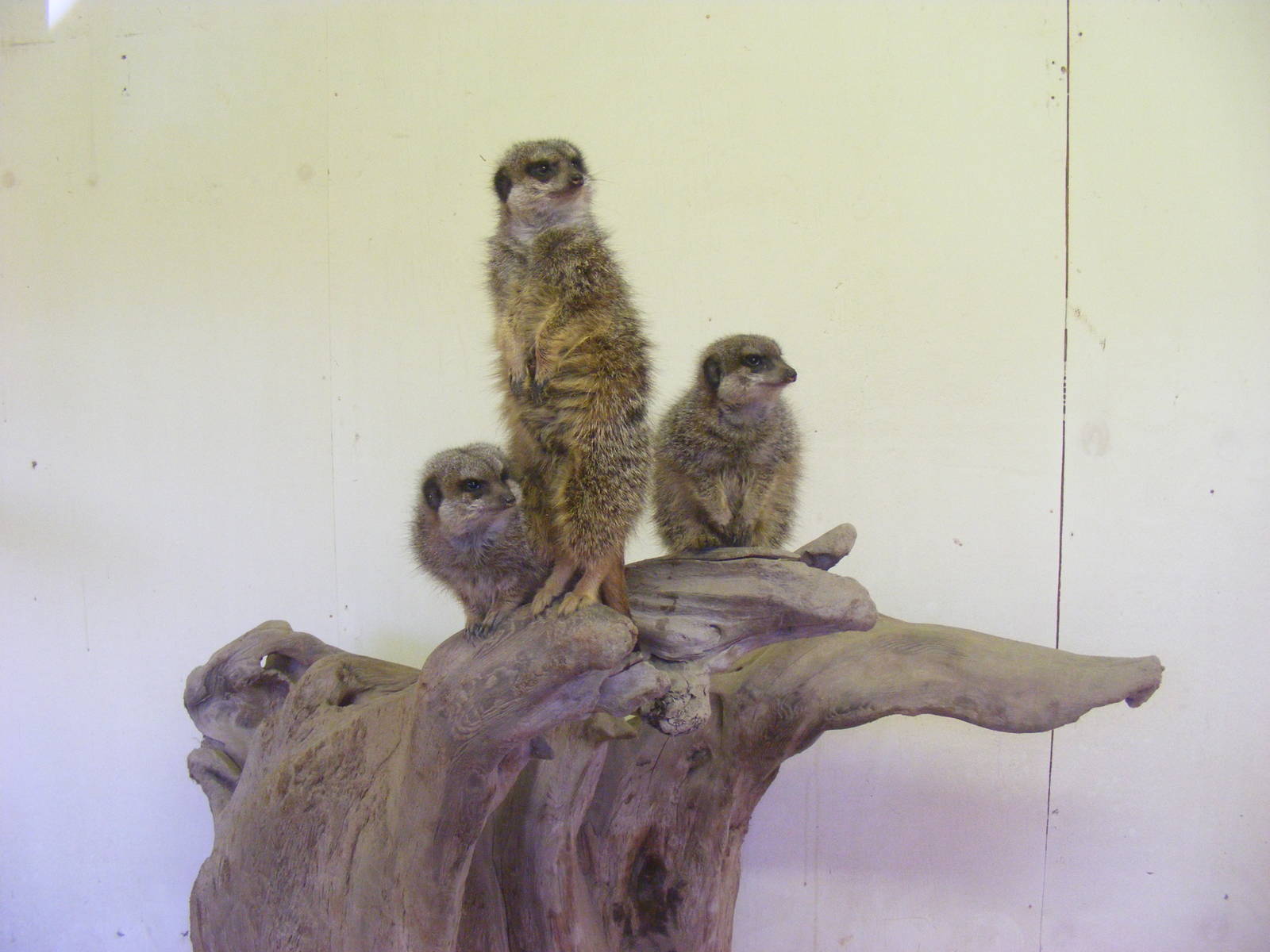 Meerkats at Knowsley Safari Park, 28 December 2009