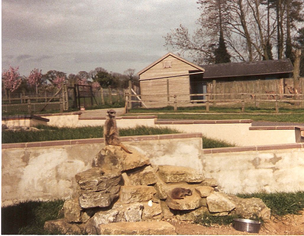 Meerkats at Marwell Zoo, 1 May 1988