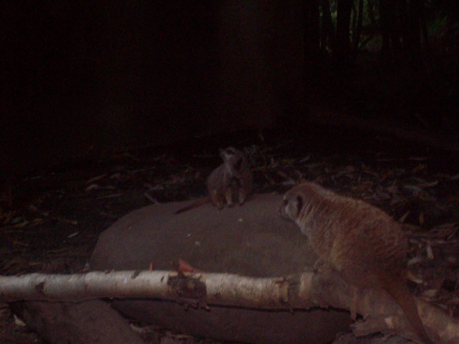 Meerkats at Oregon Zoo