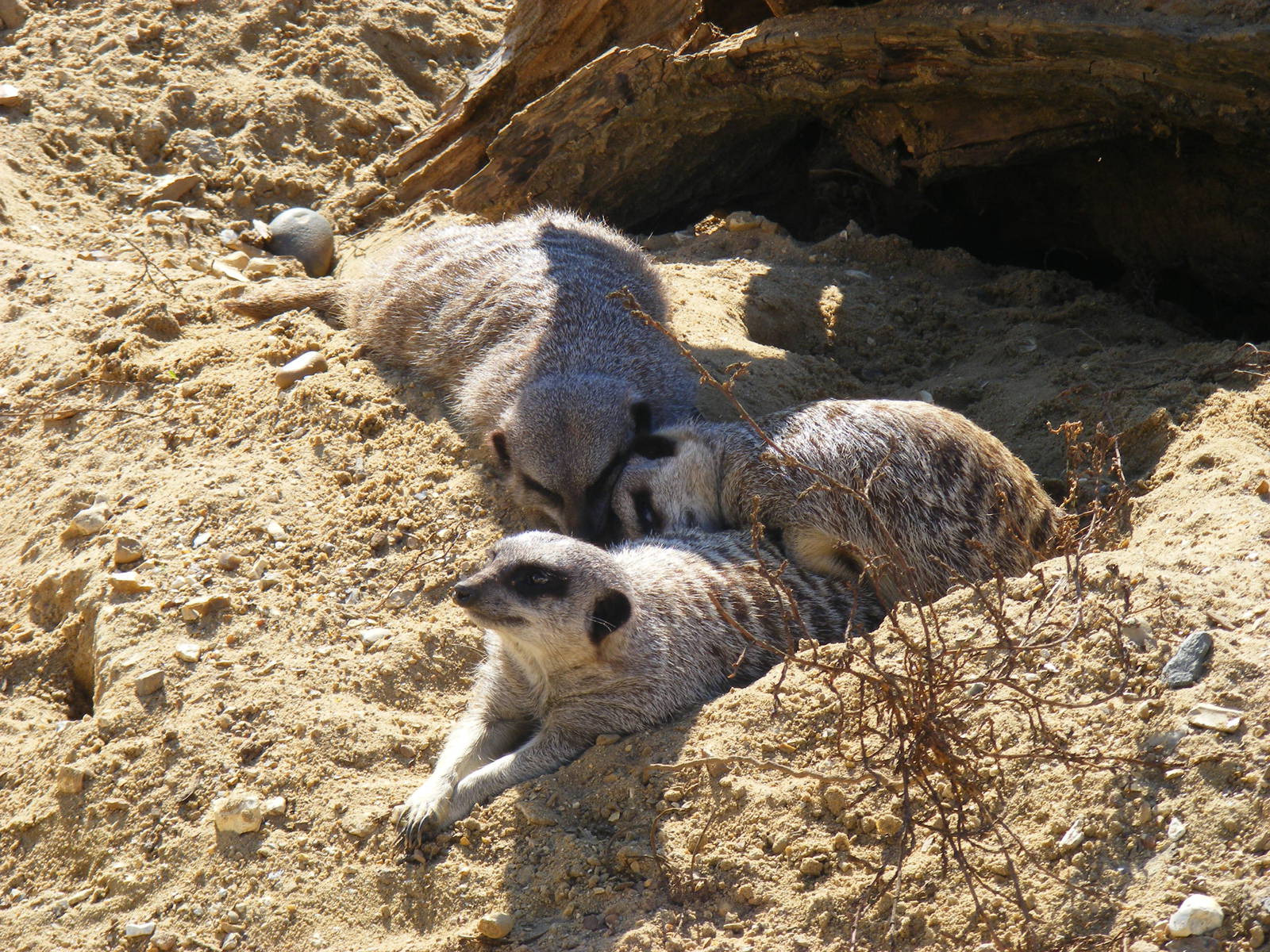 Meerkats at Paultons Park, 2 October 2011